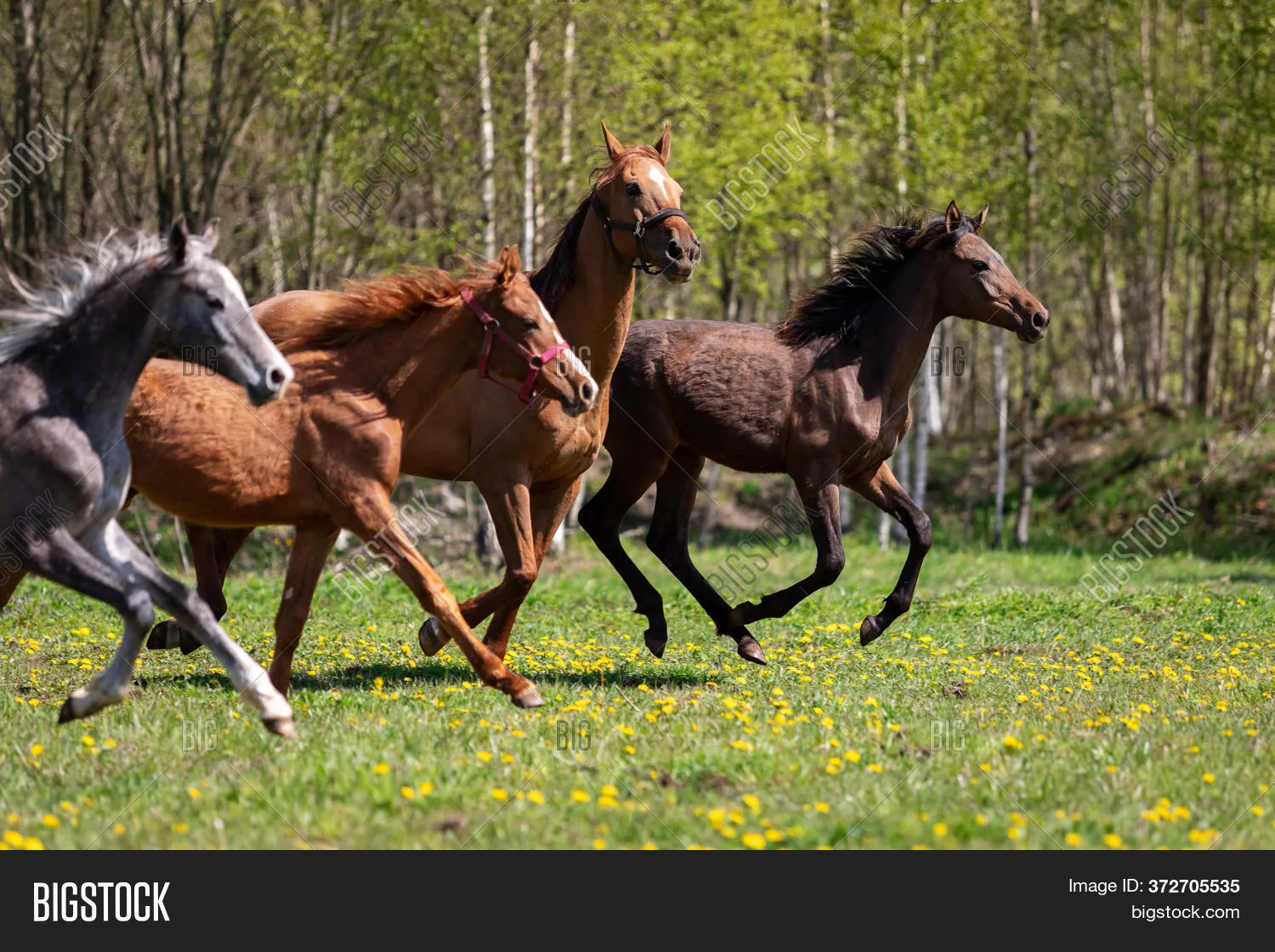 Galloping Horses Vegetarian Version