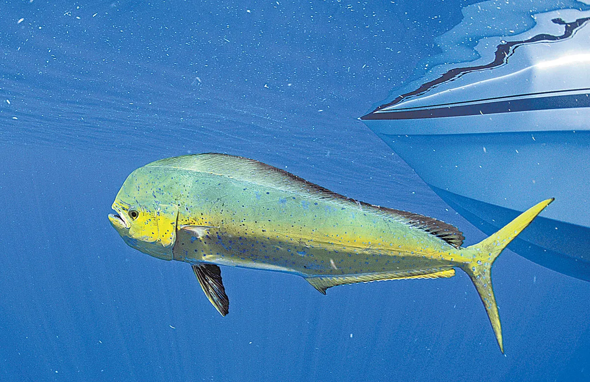 Grilled Mustard Crusted Dolphin